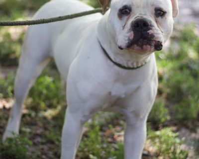 Ivy - Bulldog Mix Female Dog for Adoption