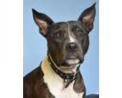 Adopt Ella a Boxer, American Staffordshire Terrier