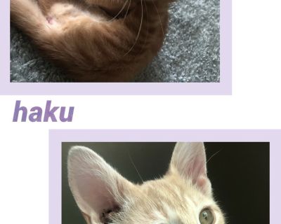 Haku - Tabby Mix Male Cat for Adoption