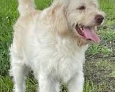 Coconut is a handsome 1.5yr old doodle mix! He is quite active, as most young pups are and would really love a home who enjoys taking him for walks, going to dog parks, and of course, the occaisonal night in on the couch wathcing shows. He gets along great with other dogs but would also be okay as an only pup if you prefer to dote on him and him alone. He is around 40lbs right now, and is full ...