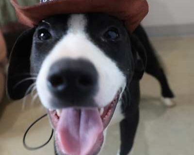 Max - Labrador Retriever/Staffordshire Bull Terrier Mix Male Dog for Adoption