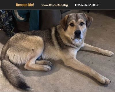 Timber - Male Puppy Great Pyrenees / Siberian Husky for Adoption
