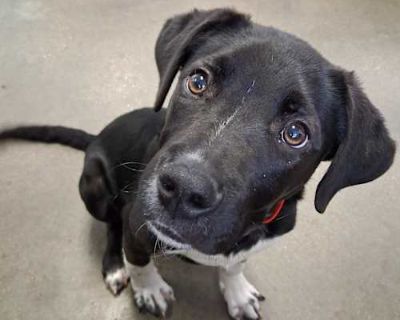 Morgan Fleaman - Labrador Retriever Male Dog for Adoption