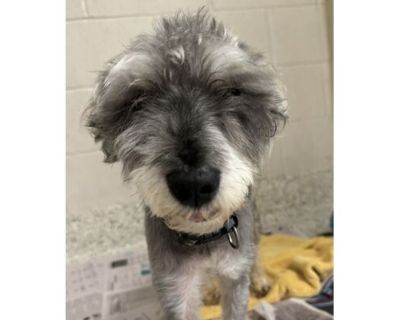 Henry - Schnauzer (Miniature)/Mixed Breed (Medium) Mix Male Dog for Adoption