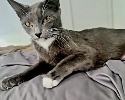 Miranda Bailey - Russian Blue & Domestic Short Hair Mix Female Cat for Adoption