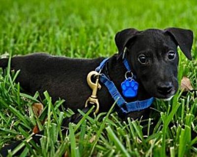 Pedro Depacas - Labrador Retriever Male Puppy for Adoption