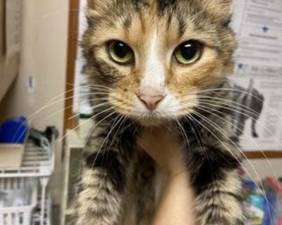 Felicity - Domestic Medium Hair Mix Female Cat for Adoption