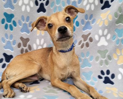 Zeydan - Italian Greyhound & Chihuahua Mix Male Dog for Adoption