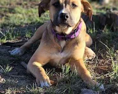 Arya - American Pit Bull Terrier Female Dog for Adoption