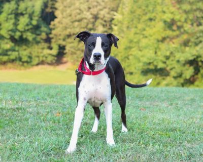 Sydney - Boxer Mix Female Dog for Adoption