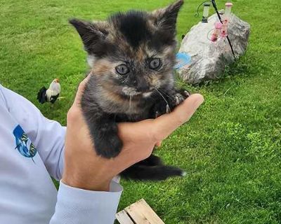 Free barn kitten