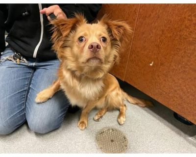 BRAXTON - Pembroke Welsh Corgi/Chihuahua Mix Male Dog for Adoption