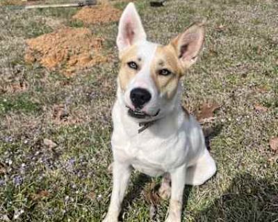 Idgie - American Pit Bull Terrier/Husky Mix Female Dog for Adoption