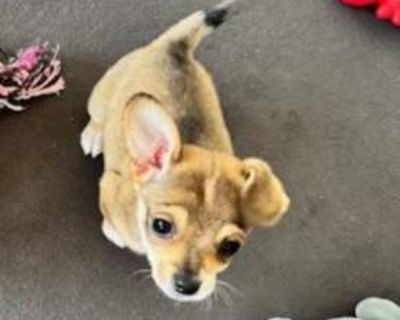 Atlas - Chiweenie Male Puppy for Adoption