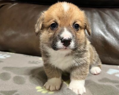 1 Male Pembroke Welsh Corgi Puppy for Sale