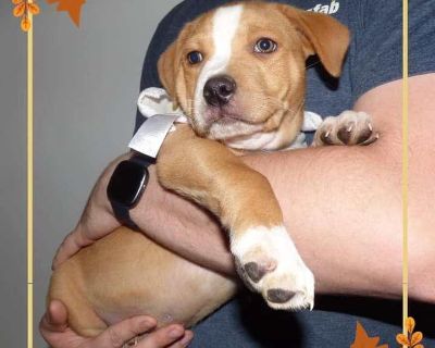 Fettucini - Pit Bull Terrier Mix Male Puppy for Adoption