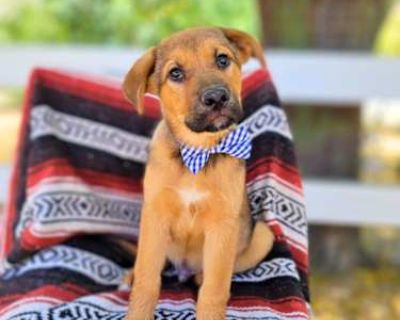 Biscuit - Shepherd (Unknown Type)/Labrador Retriever Mix Male Puppy for Adoption