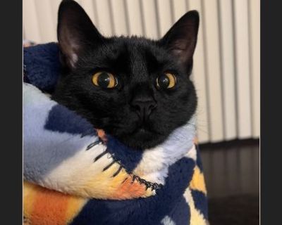 Looking for a loving and caring home for my sweet boy Jimmy. He's a very great cat, but I unfortunately have to rehome him due to my fianc 's health issues. He is mostly very chill and loves to cuddle and occasionally play. He has always been an in door cat so I'd preferably like to find a home that is willing to do the same.