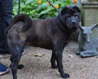 Bella - Shar Pei Female Dog for Adoption