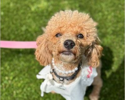 Freya - Female Puppy Poodle mix for Adoption