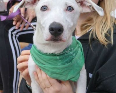 Niko - Labrador Retriever Male Puppy for Adoption