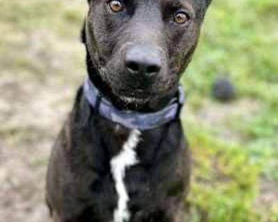 Kenobi - German Shepherd Dog/Belgian Malinois Mix Male Dog for Adoption