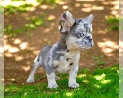 KODAK - French Bulldog Male Puppy for Sale