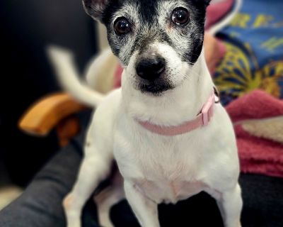 Aster - Jack Russell Terrier Female Dog for Adoption