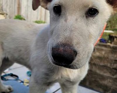 Berklee (12wk PUPPY) - German Shepherd Dog/Labrador Retriever Mix Female Puppy for Adoption