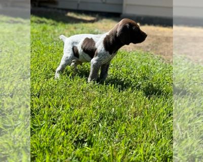 White and Grey - German Shorthaired Pointer Male Puppy for Sale