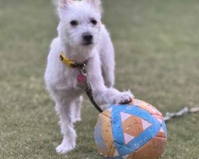Snowball - Jack Russell Terrier/Poodle (Toy or Tea Cup) Mix Female Puppy for Adoption