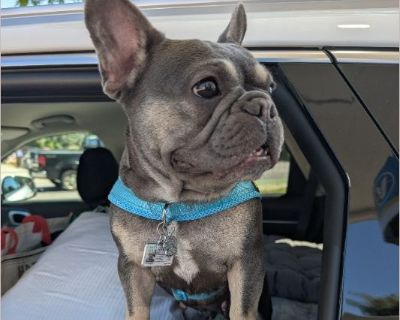ZOEY - Female Puppy French Bulldog for Adoption
