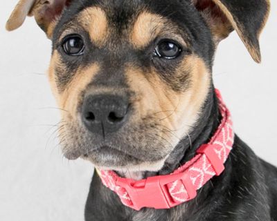 Keisha - Rottweiler & Bulldog Mix Female Puppy for Adoption