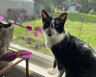 Hi, this is Zorro. He is a super sweet, 8 year old black and white male. Unfortunately, he is no longer happy in our home. He would absolutely thrive in a single cat household. There is a child in our home, but he just runs away from her. He has started fighting with our other cats, and we just can t deal with it anymore. He is very lovey and affectionate. I hope this site will help find his fo...