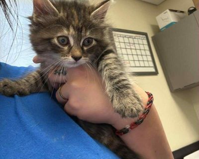 Health Vaccinations up to date.. Kitten Female Small Brown / Chocolate