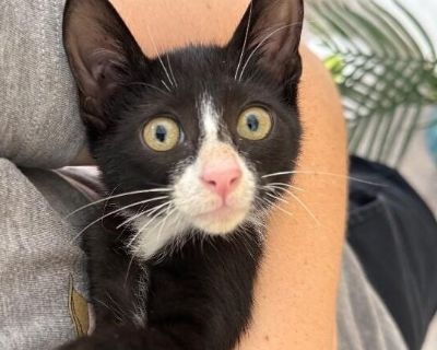 Mouse Pope - Domestic Short Hair & Tuxedo Mix Male Cat for Adoption