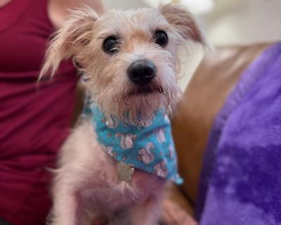 Meet Ollie Your Future Best Friend Ollie is a charming little scruffy soul, a Schnauzer-Terrier mix with a heart as big as his fluffy beard. Though he might be a bit shy when you first meet him, give him some time, gentle affection, and a cozy spot next to youand youll see his sweet personality shine. Ollie is the perfect lap dog, happiest when curled up beside someone he trusts. He lives peace...
