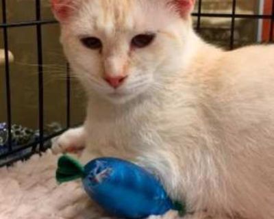 Sunkist Fiv+ - Siamese Female Cat for Adoption