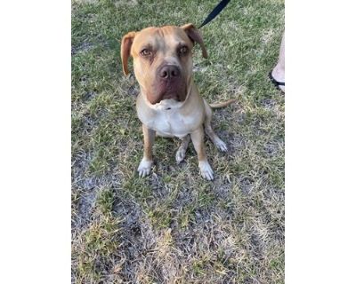 Frank the Tank - American Bulldog/American Pit Bull Terrier Mix Male Dog for Adoption