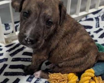 Brindle - Terrier (Unknown Type, Medium) Male Puppy for Adoption