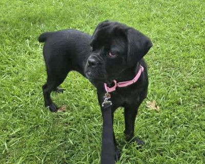 Stella Cobb - Cane Corso/Boxer Mix Female Dog for Adoption