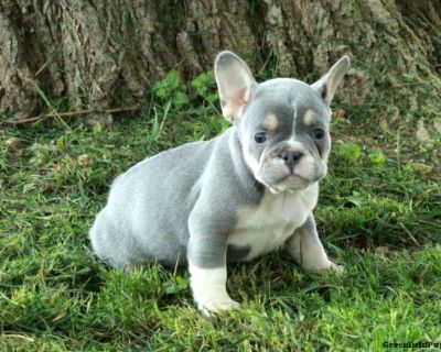 Gwen - 7 Weeks Female French Bulldog Puppy for Sale