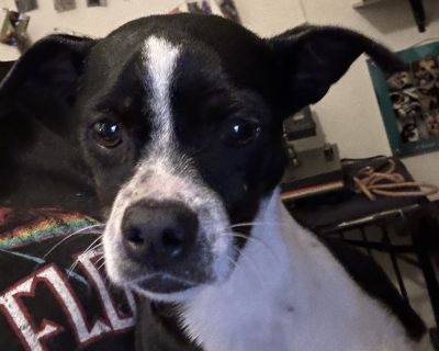 Dottie - Boston Terrier & Chihuahua Mix Female Dog for Adoption