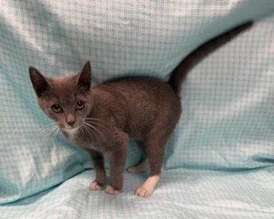 Breed Domestic Shorthair Color Gray or Blue (Mostly) Age Adult Sex Female Pet ID 59733319 Hair Length short
