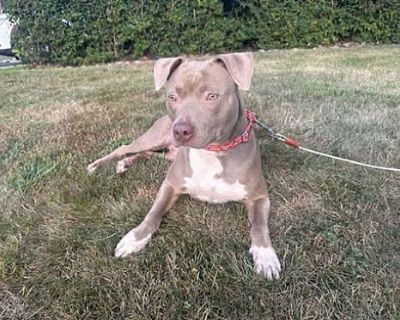 Hazel - Pit Bull Terrier Female Dog for Adoption