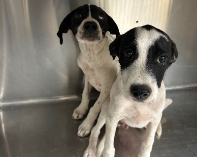 Ronan - Cattle Dog Male Puppy for Adoption