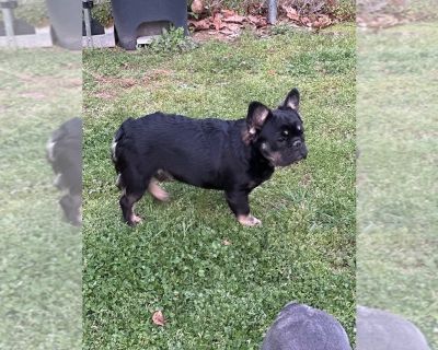 Roger - French Bulldog Male Puppy for Adoption