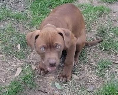 Craigslist cenla hot sale pets