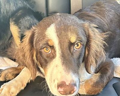 Rusty - Brittany/English Setter Mix Male Dog for Adoption