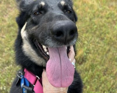 Ivy - German Shepherd Dog Female Dog for Adoption